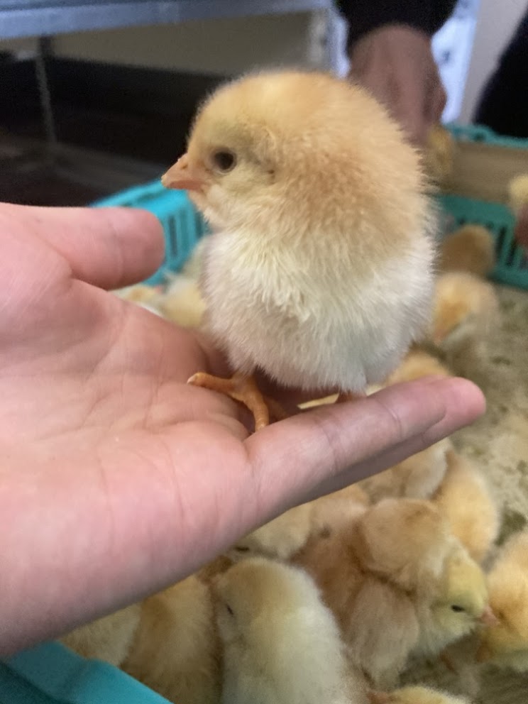 平飼いの様子